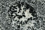 Polished Orbicular Granite Section - Western Australia #353178-1